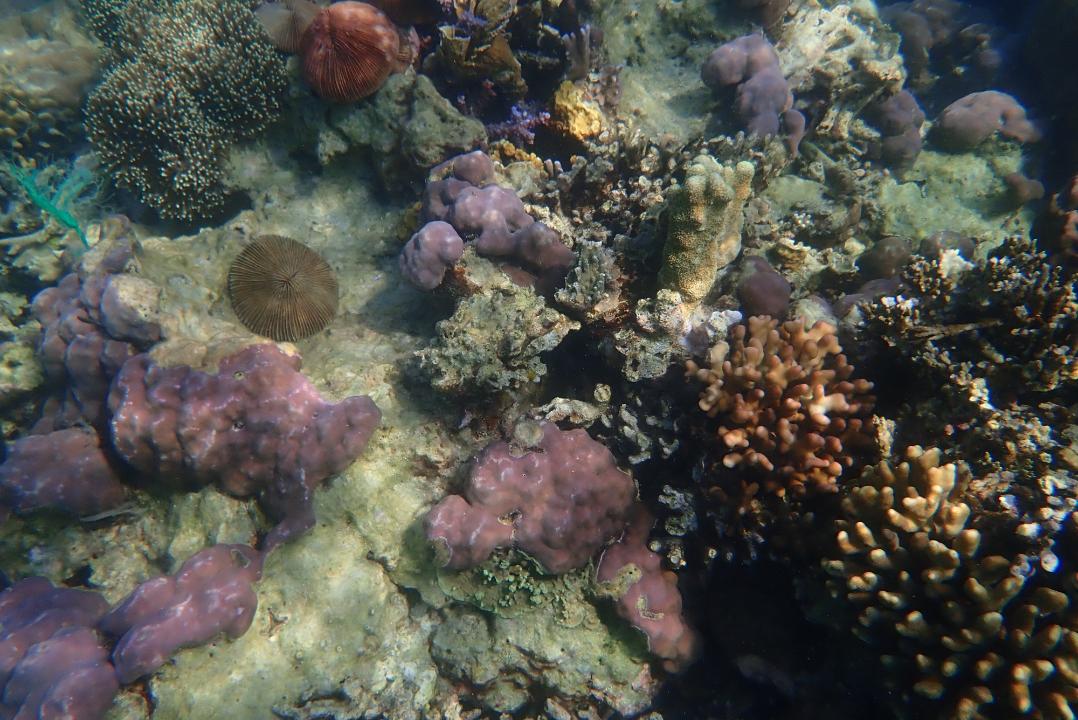 Galeri Karimun Jawa: Surga Tropis yang Menyimpan Ribuan Keajaiban Bawah Laut