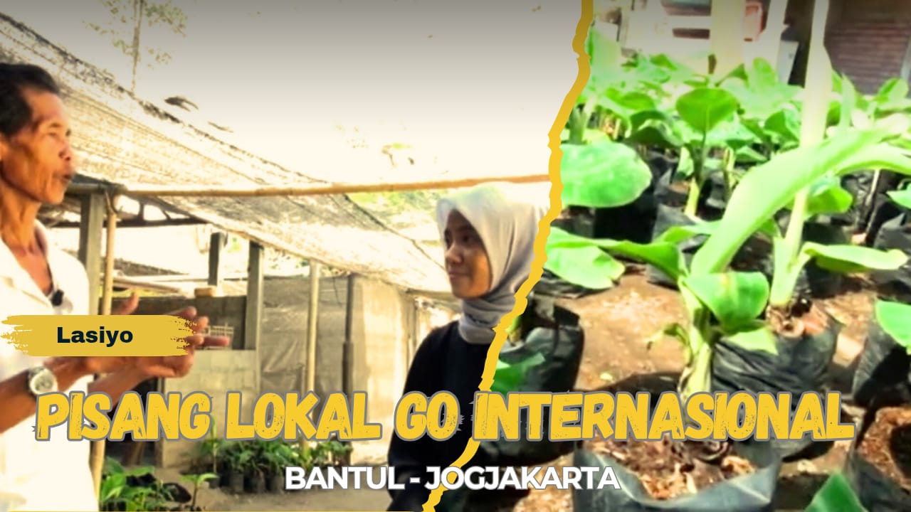 Pisang Lokal Go Internasional