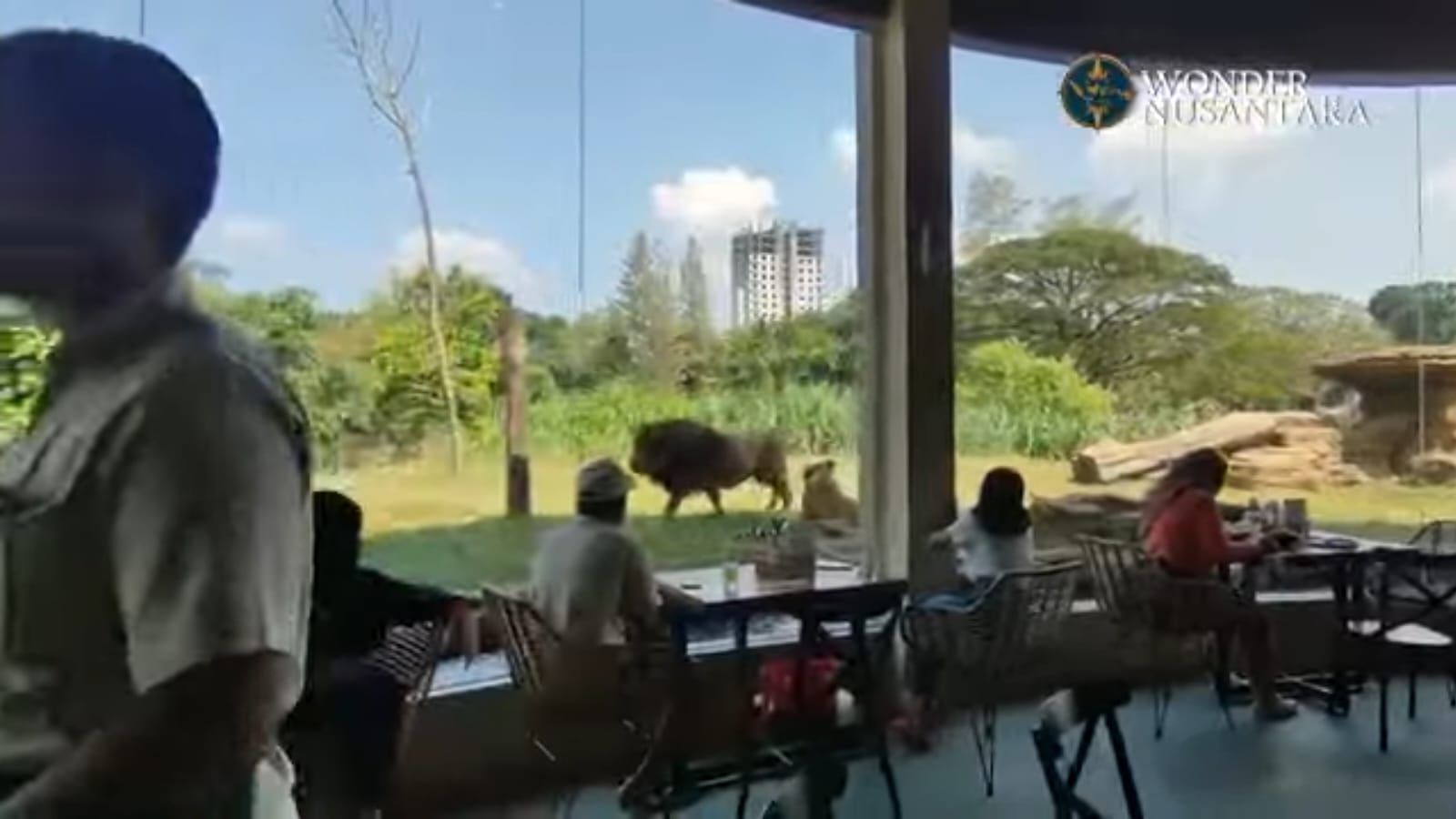 Galeri Solo Safari Part 1 – Walking Zoo: Menyapa Satwa dari Dekat di Jantung Kota Solo