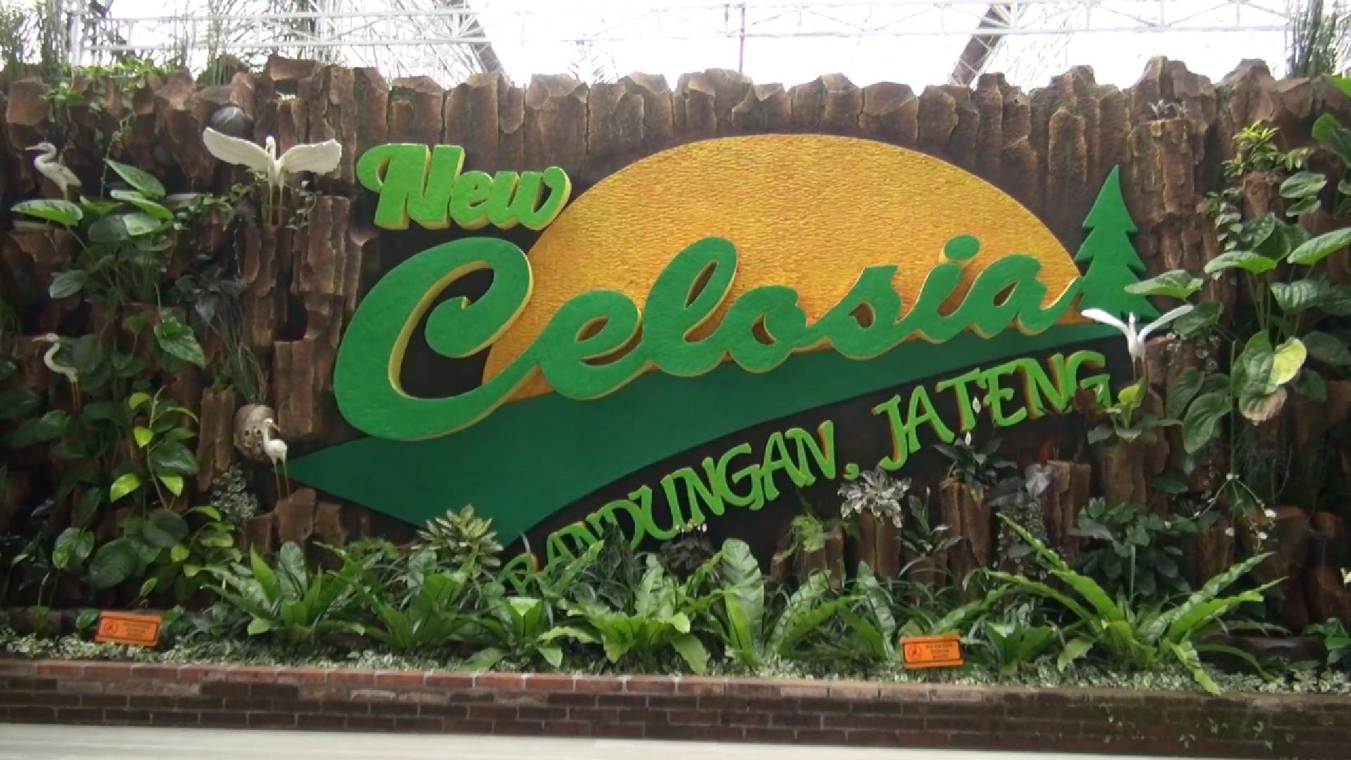 New Celosia 2 Bandungan: Taman Warna-Warni di Lereng Ungaran yang Instagramable!