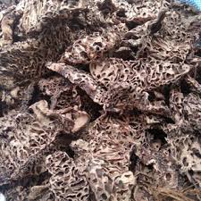 SARANG SEMUT PAPUA FRESH SEGAR