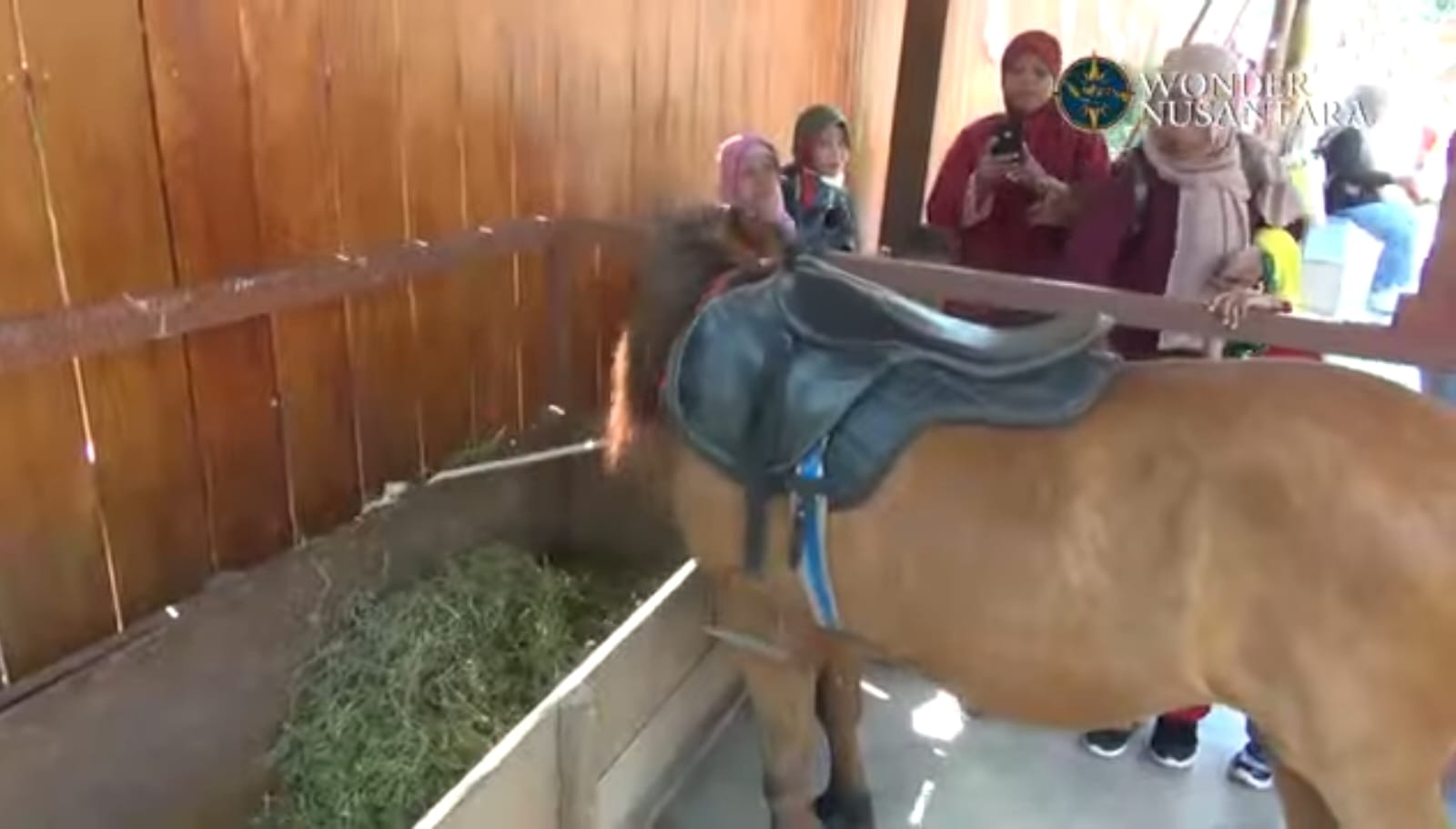 Galeri Solo Safari Part 1 – Walking Zoo: Menyapa Satwa dari Dekat di Jantung Kota Solo
