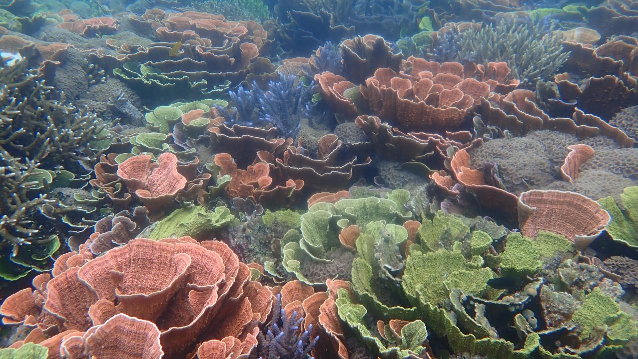 Galeri Karimun Jawa: Surga Tropis yang Menyimpan Ribuan Keajaiban Bawah Laut