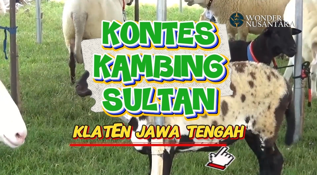 Kambing Sultan Turun Gunung! Kontes Kaligesing di Klaten Dongkrak Harga hingga Rp10 Juta