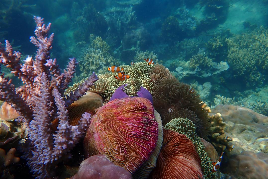 Galeri Karimun Jawa: Surga Tropis yang Menyimpan Ribuan Keajaiban Bawah Laut