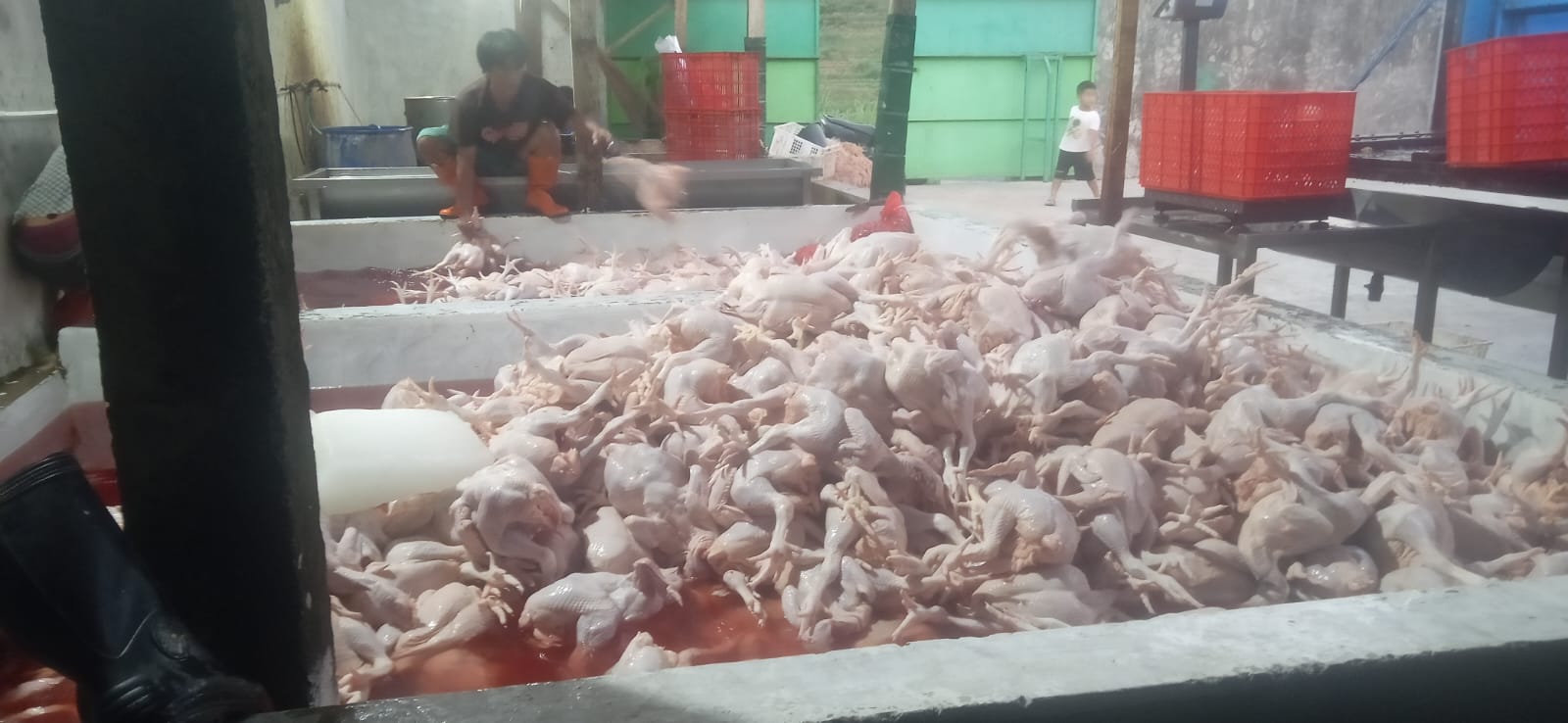 Galeri JEKEK CHICKEN — Daging Segar, Siap Olah, Siap Usaha!