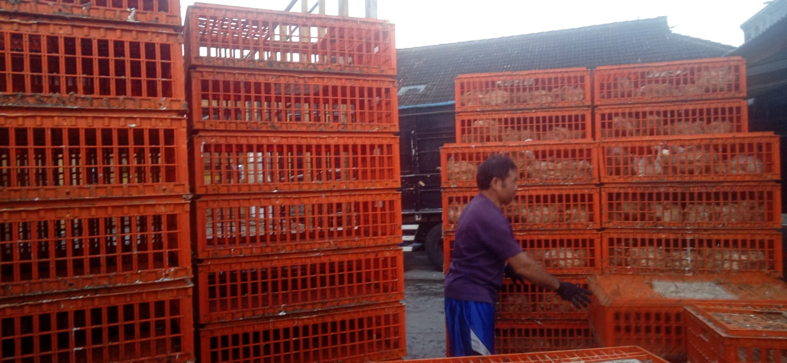 Galeri JEKEK CHICKEN — Daging Segar, Siap Olah, Siap Usaha!