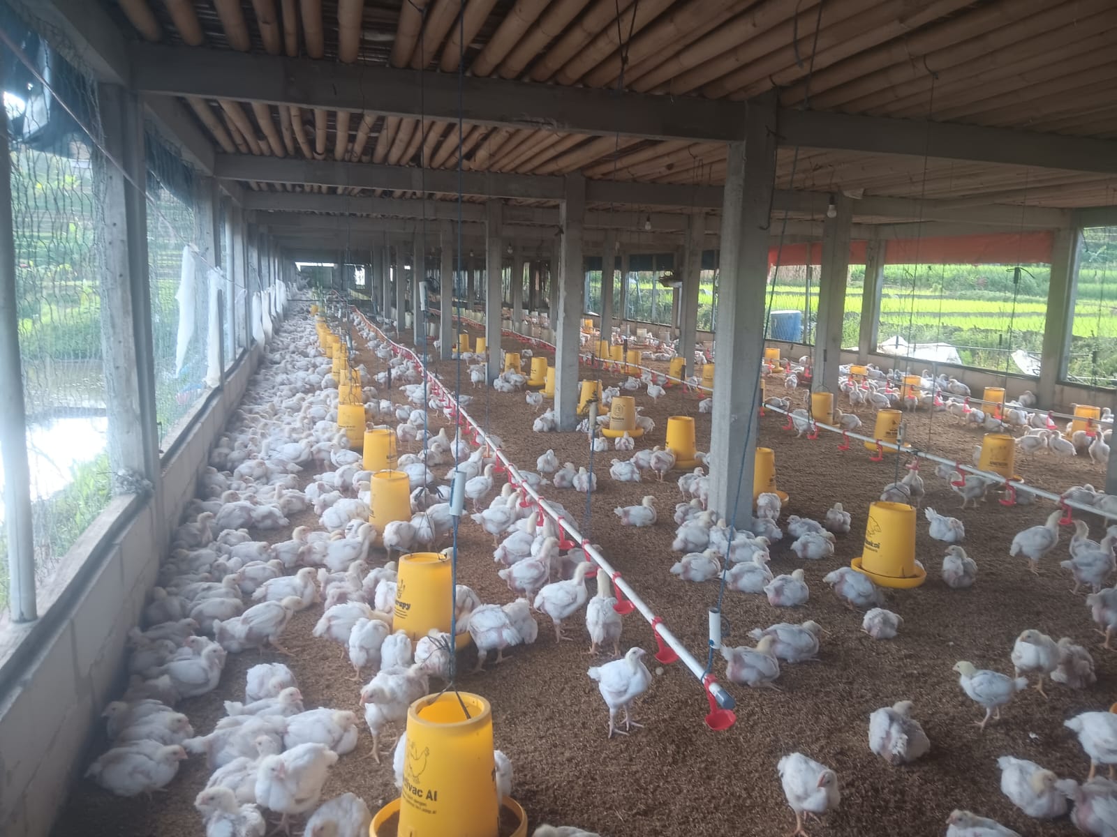 Galeri JEKEK CHICKEN — Daging Segar, Siap Olah, Siap Usaha!