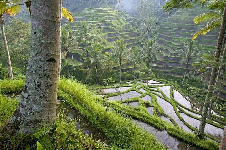 Galeri Selogriyo Temple & Trekking Java Rice Terraces – Hidden Waterfall Adventure